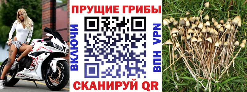 Псилоцибиновые грибы ЛСД  Карачаевск 